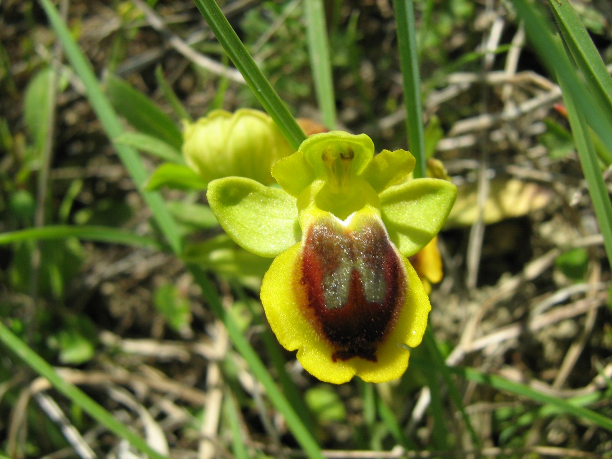 Conferma Ophrys archimedea.